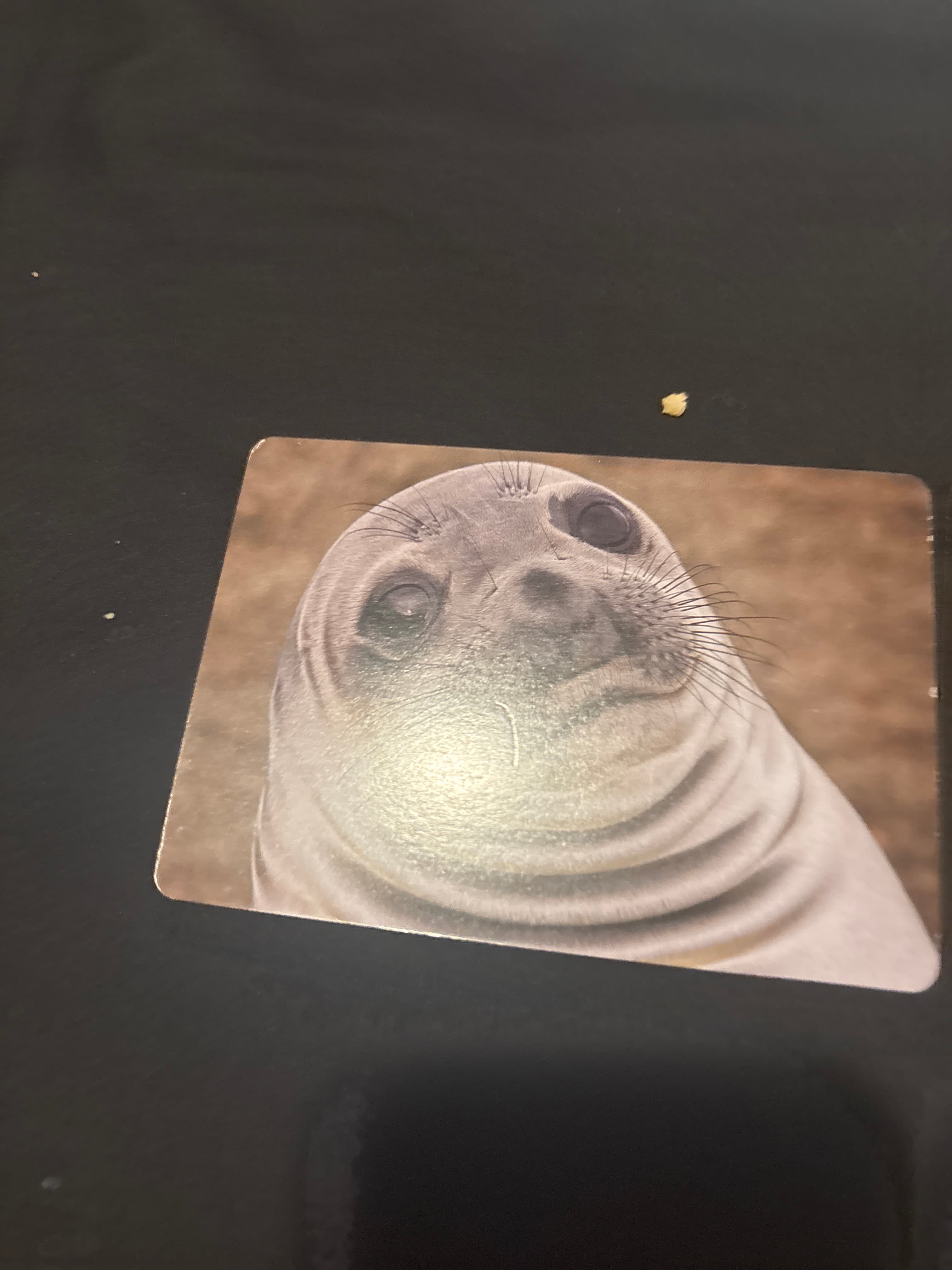 Dying seal