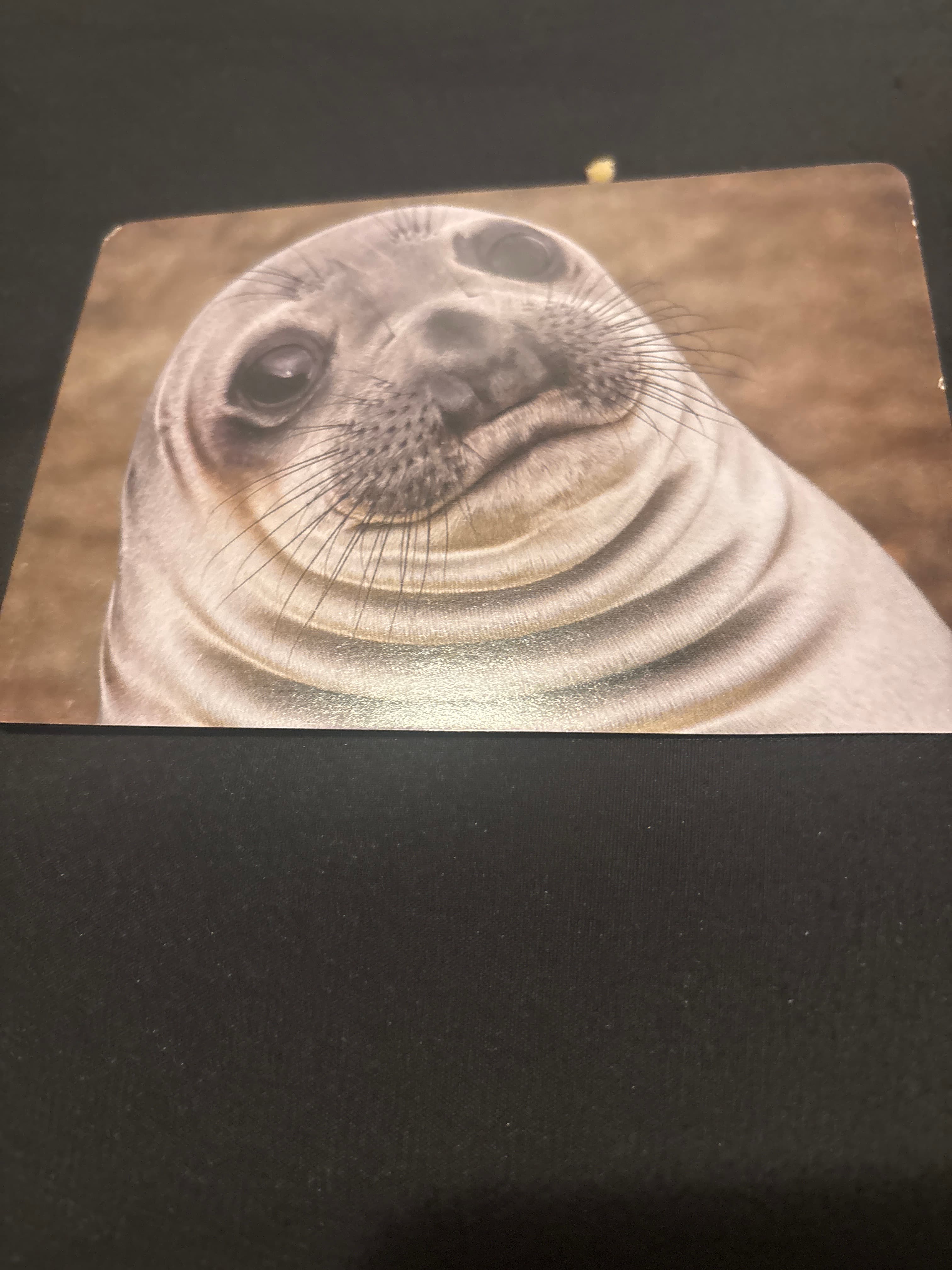 Dying seal
